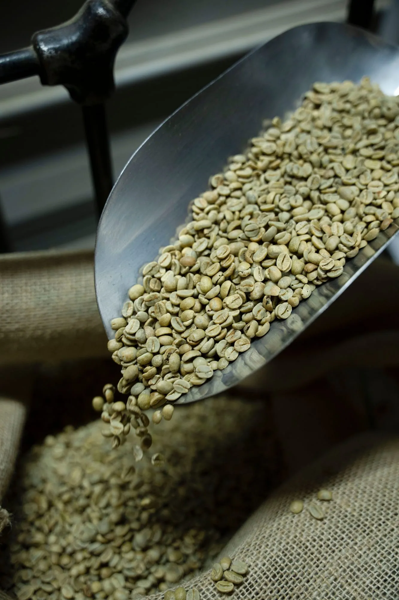 Boabe verzi de cafea, încă neprăjite, turnate cu o lopățică de metal într-un sac de iută